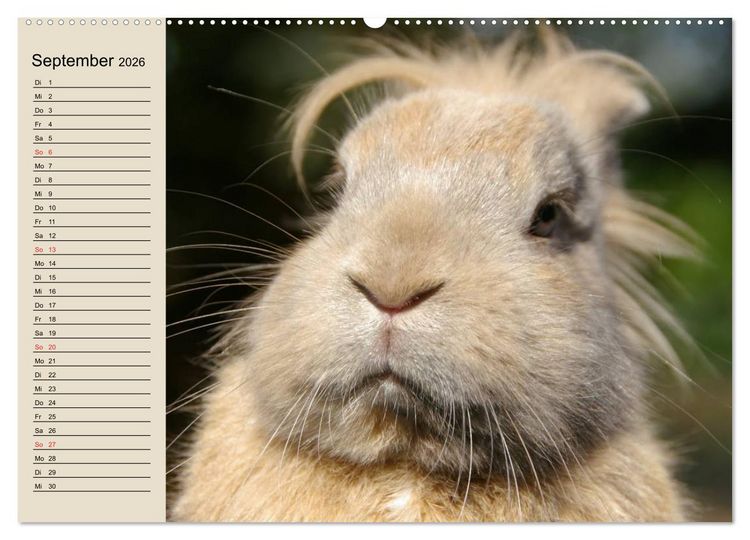 Produktbild: Kaninchen und Hasen (Wandkalender 2026 DIN A2 quer), CALVENDO Monatskalender