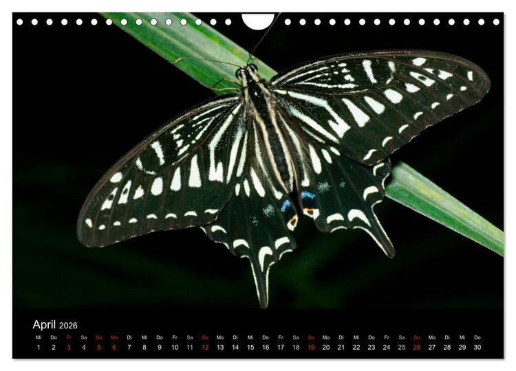 Produktbild: Schmetterlinge (Wandkalender 2026 DIN A4 quer), CALVENDO Monatskalender