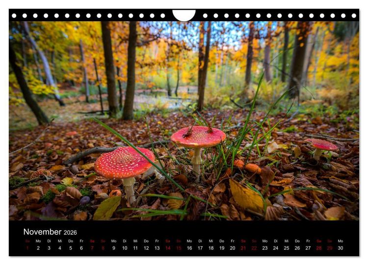 Produktbild: Naturwunder Norddeutschlands (Wandkalender 2026 DIN A4 quer), CALVENDO Monatskalender