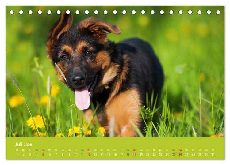 Produktbild: Welpen im Fr&uuml;hling (Tischkalender 2026 DIN A5 quer), CALVENDO Monatskalender
