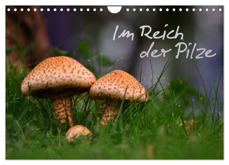 Produktbild: Im Reich der Pilze (Wandkalender 2026 DIN A4 quer), CALVENDO Monatskalender