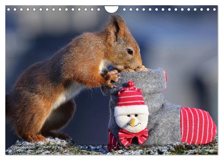 Produktbild: Eichh&ouml;rnchen Luna und ihre Kinder (Wandkalender 2026 DIN A4 quer), CALVENDO Monatskalender