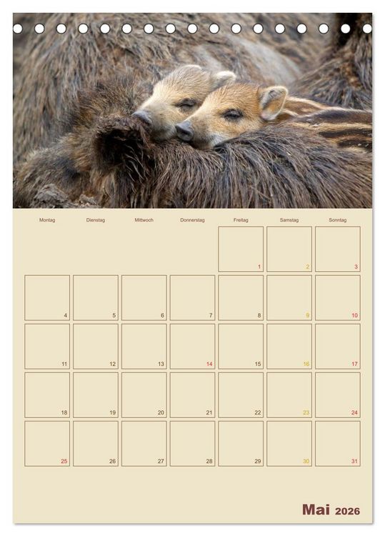 Produktbild: Wildschweine (Tischkalender 2026 DIN A5 hoch), CALVENDO Monatskalender