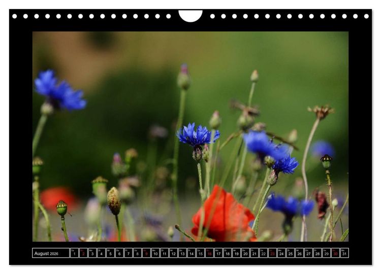 Produktbild: Roter Mohn, bunte Wiesen (Wandkalender 2026 DIN A4 quer), CALVENDO Monatskalender