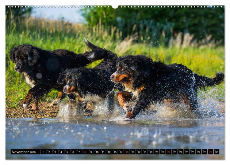 Produktbild: Berner Sennenhunde in Action (hochwertiger Premium Wandkalender 2026 DIN A2 quer), Kunstdruck in Hochglanz