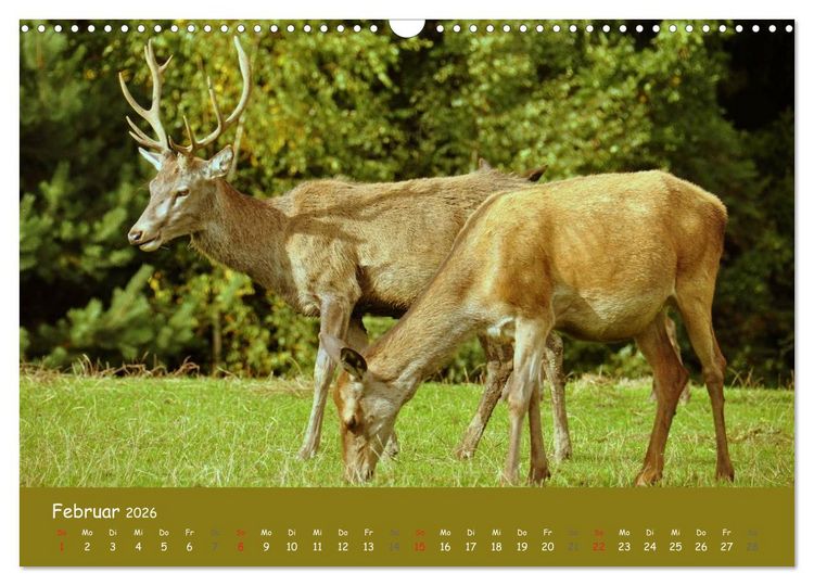 Produktbild: Begegnungen. DER HIRSCH (Wandkalender 2026 DIN A3 quer), CALVENDO Monatskalender