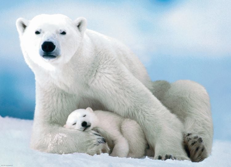 Produktbild: Eisb&auml;r & Baby (Puzzle)