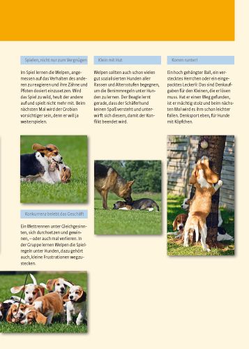 Produktbild: Beagle