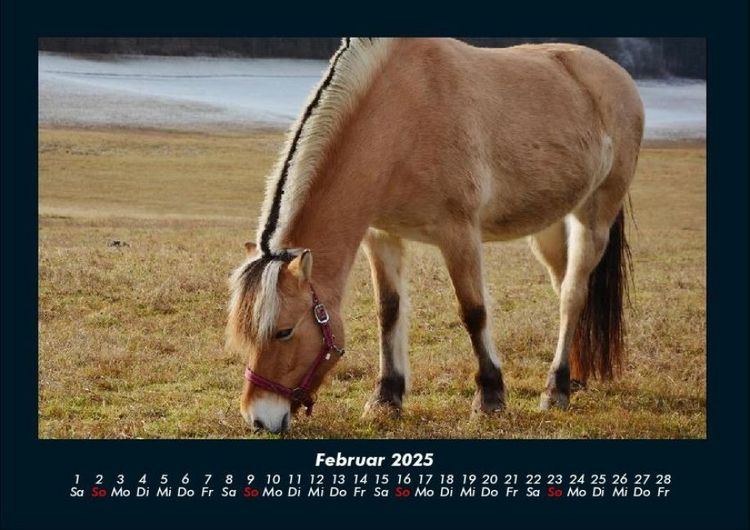Produktbild: Pferde Kalender 2025 Fotokalender DIN A4
