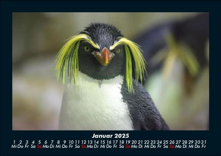 Produktbild: Welt der Tiere 2025 Fotokalender DIN A5