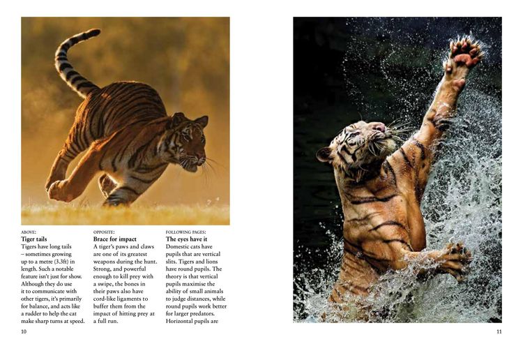 Produktbild: Tigers