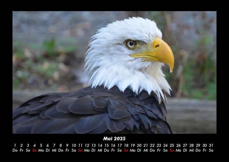 Produktbild: Tiere in der Wildnis 2025 Fotokalender DIN A3