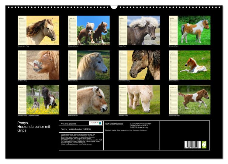 Produktbild: Ponys. Herzensbrecher mit Grips (Wandkalender 2026 DIN A2 quer), CALVENDO Monatskalender