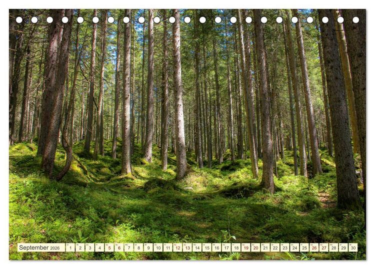 Produktbild: B&auml;ume, der Atem der Natur (Tischkalender 2026 DIN A5 quer), CALVENDO Monatskalender
