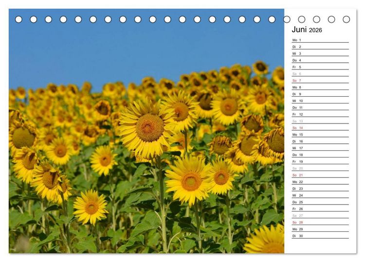 Produktbild: Ein Jahr lang Sonnenblumen (Tischkalender 2026 DIN A5 quer), CALVENDO Monatskalender