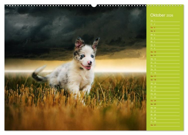 Produktbild: Border Collies - nicht nur schwarzwei&szlig; (Wandkalender 2026 DIN A2 quer), CALVENDO Monatskalender