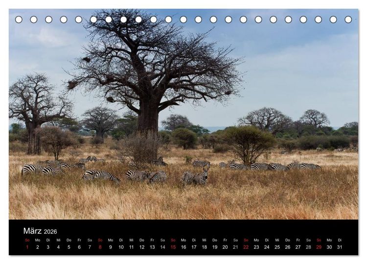 Produktbild: Zebras - Faszination der Streifen (Tischkalender 2026 DIN A5 quer), CALVENDO Monatskalender