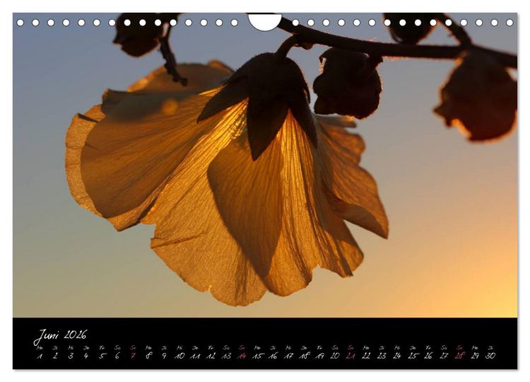 Produktbild: Zeit der Natur - Ein Augenblick zur Ewigkeit (Wandkalender 2026 DIN A4 quer), CALVENDO Monatskalender