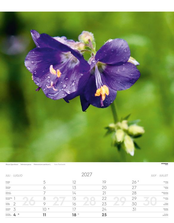 Produktbild: Alpenblumen Kalender 2027