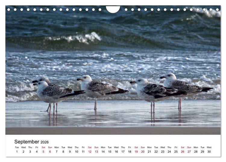 Produktbild: The Sea - A place for dreams (Wall Calendar 2026 DIN A4 landscape), CALVENDO 12 Month Wall Calendar