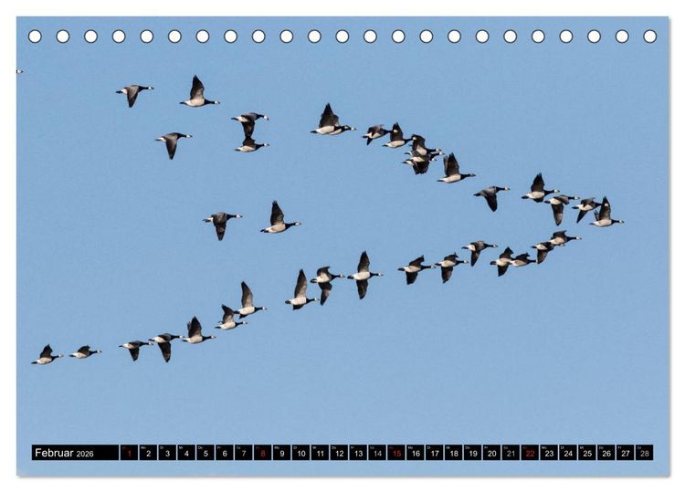 Produktbild: Gefiederte Sch&ouml;nheiten - Wildg&auml;nse in Norddeutschland (Tischkalender 2026 DIN A5 quer), CALVENDO Monatskalender