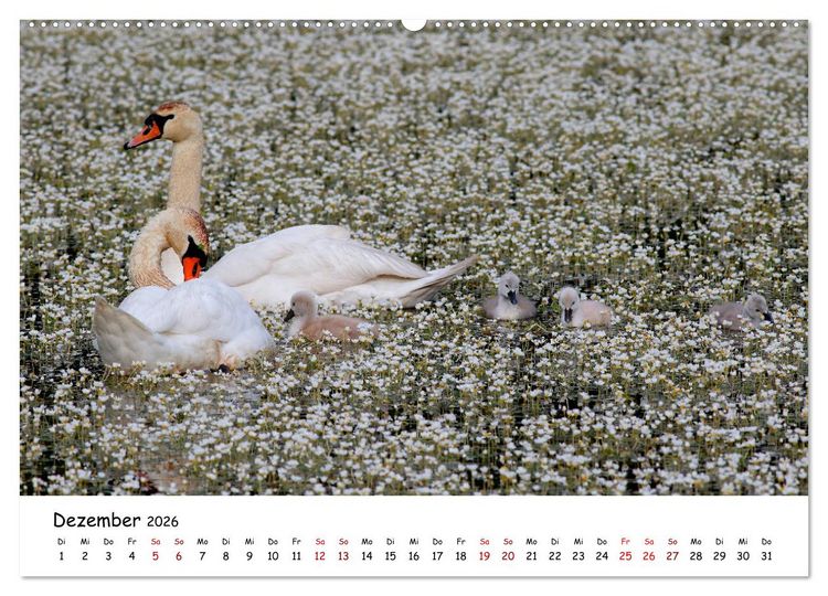 Produktbild: Tierkinder in freier Wildbahn (Wandkalender 2026 DIN A2 quer), CALVENDO Monatskalender