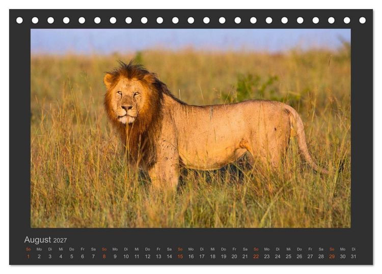 Produktbild: L&ouml;wen Wildlife-Fotografien (Tischkalender 2027 DIN A5 quer), CALVENDO Monatskalender