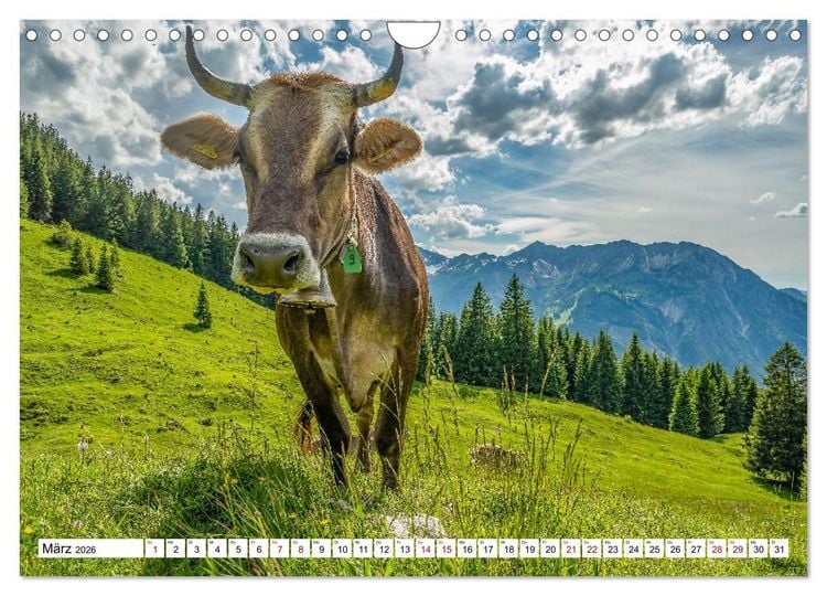 Produktbild: Kuhle Typen (Wandkalender 2026 DIN A4 quer), CALVENDO Monatskalender