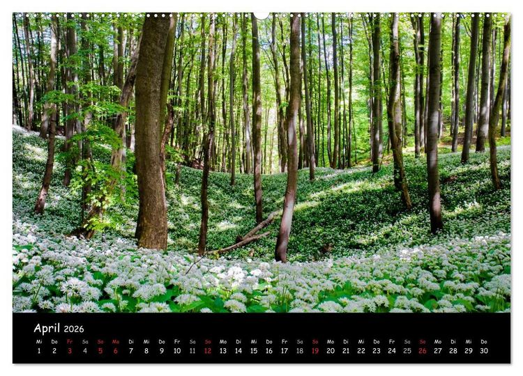 Produktbild: Faszination Harz 2026 (Wandkalender 2026 DIN A2 quer), CALVENDO Monatskalender