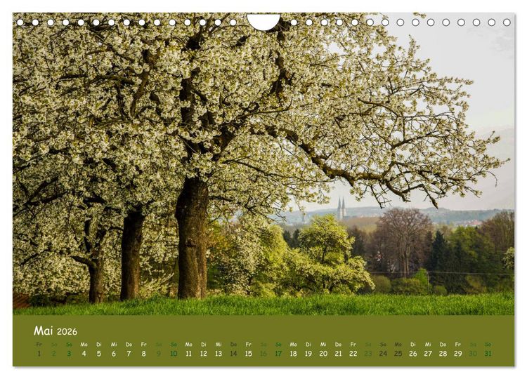 Produktbild: Steink&auml;uze (Athene noctua) (Wandkalender 2026 DIN A4 quer), CALVENDO Monatskalender