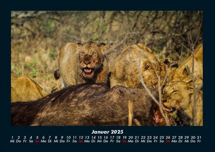 Produktbild: L&ouml;wen in der Wildnis 2025 Fotokalender DIN A4