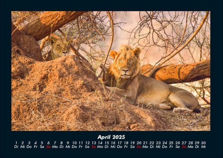 Produktbild: L&ouml;wen in der Wildnis 2025 Fotokalender DIN A4