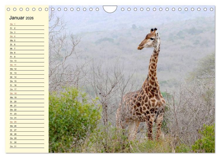 Produktbild: Afrika. Tiere in freier Wildbahn (Wandkalender 2026 DIN A4 quer), CALVENDO Monatskalender