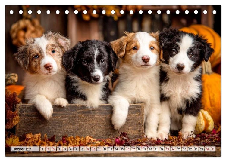 Produktbild: Border Collie - Magische Augenblicke (Tischkalender 2027 DIN A5 quer), CALVENDO Monatskalender