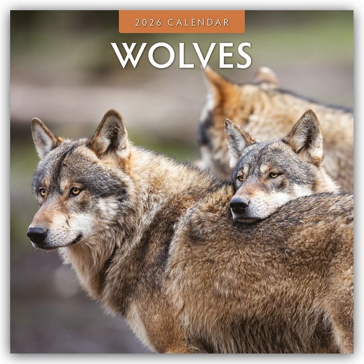 Produktbild: Wolves – Wölfe 2026 – 16-Monatskalender