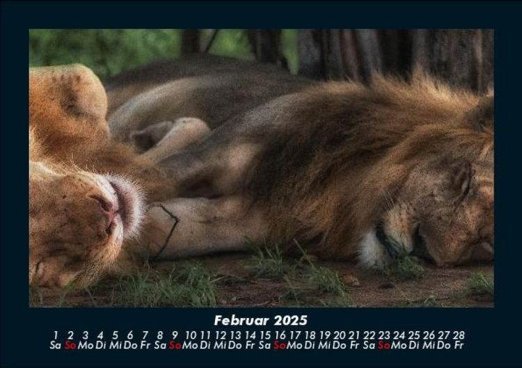Produktbild: L&ouml;wen in der Wildnis 2025 Fotokalender DIN A5