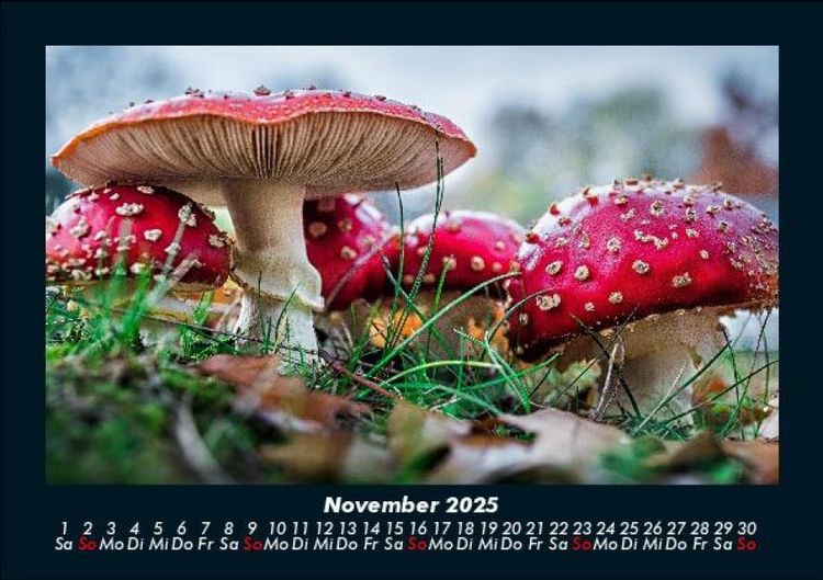 Produktbild: Pilzkalender 2025 Fotokalender DIN A5