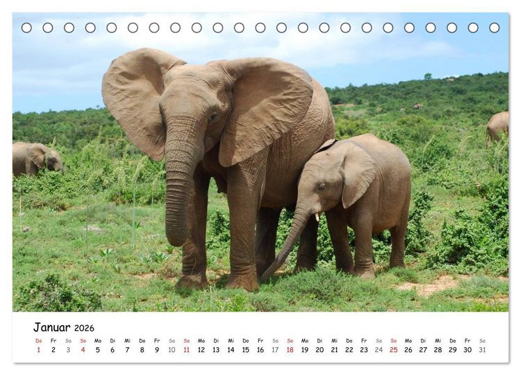 Produktbild: Afrikanische Elefanten in ADDO (Tischkalender 2026 DIN A5 quer), CALVENDO Monatskalender