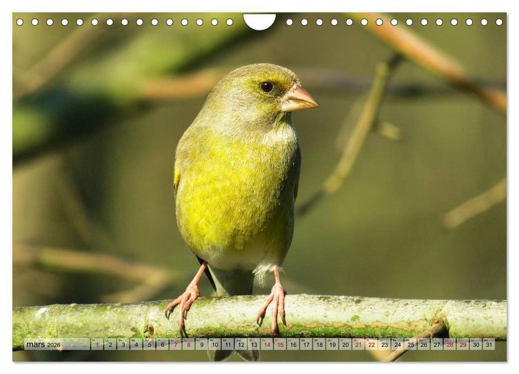 Produktbild: Jolis oiseaux de jardin (Calendrier mural 2026 DIN A4 vertical), CALVENDO calendrier mensuel