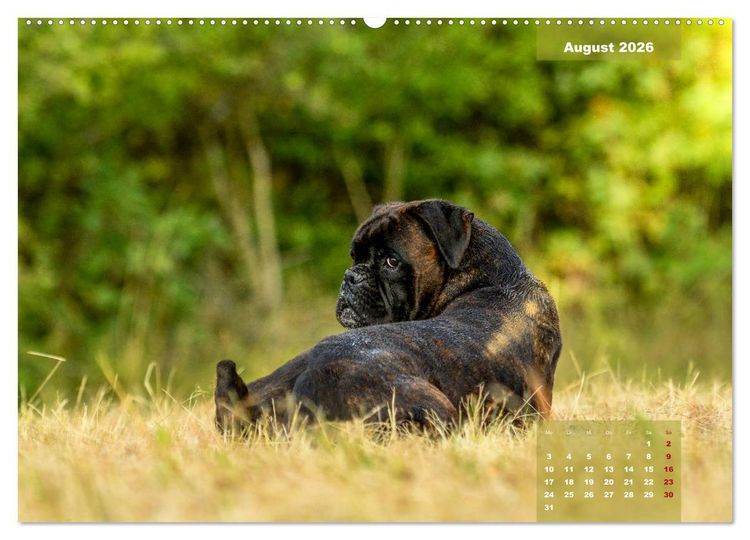 Produktbild: Einmal Boxer - immer Boxer (hochwertiger Premium Wandkalender 2026 DIN A2 quer), Kunstdruck in Hochglanz