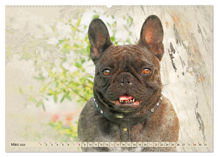 Produktbild: Franz&ouml;sische Bulldoggen 2026 (Wandkalender 2026 DIN A2 quer), CALVENDO Monatskalender