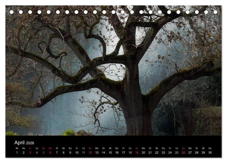 Produktbild: Baumportr&auml;ts 2026 (Tischkalender 2026 DIN A5 quer), CALVENDO Monatskalender