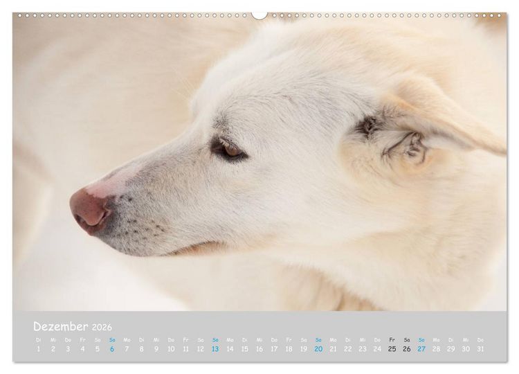 Produktbild: Alaskan Huskies (hochwertiger Premium Wandkalender 2026 DIN A2 quer), Kunstdruck in Hochglanz