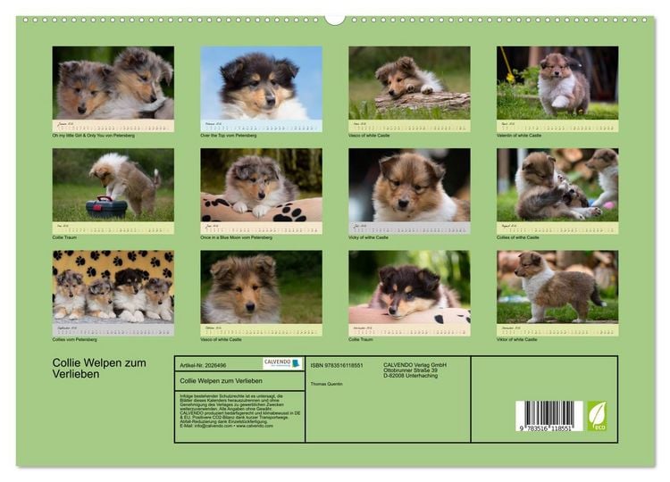 Produktbild: Collie Welpen zum Verlieben (hochwertiger Premium Wandkalender 2026 DIN A2 quer), Kunstdruck in Hochglanz