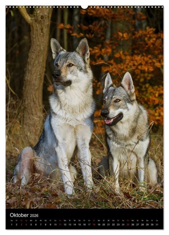 Produktbild: Faszination Wolfhund (Wandkalender 2026 DIN A2 hoch), CALVENDO Monatskalender