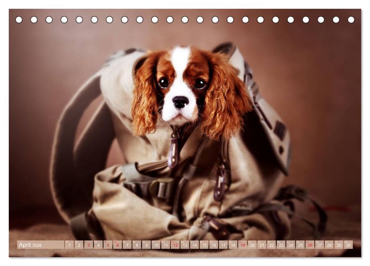 Produktbild: Der Welpenkalender - Cavalier King Charles Spaniel (Tischkalender 2026 DIN A5 quer), CALVENDO Monatskalender