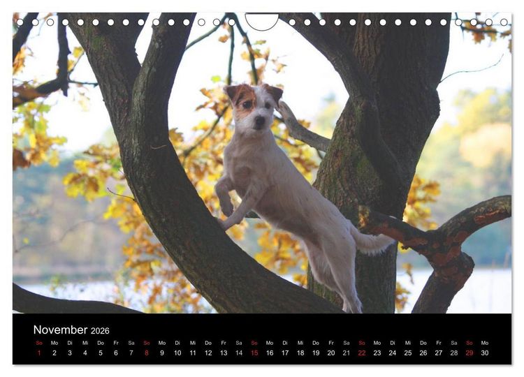 Produktbild: The Bravehearts und Freunde - Parson Russells (Wandkalender 2026 DIN A4 quer), CALVENDO Monatskalender