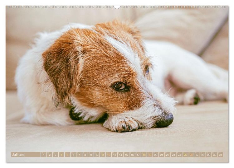 Produktbild: Jack Russell Terrier: flink und verspielt (Wandkalender 2026 DIN A2 quer), CALVENDO Monatskalender