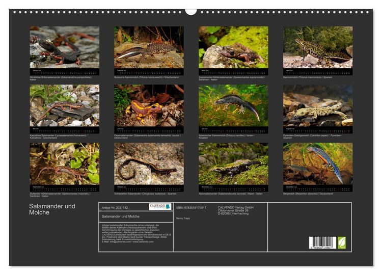 Produktbild: Salamander und Molche (Wandkalender 2026 DIN A2 quer), CALVENDO Monatskalender