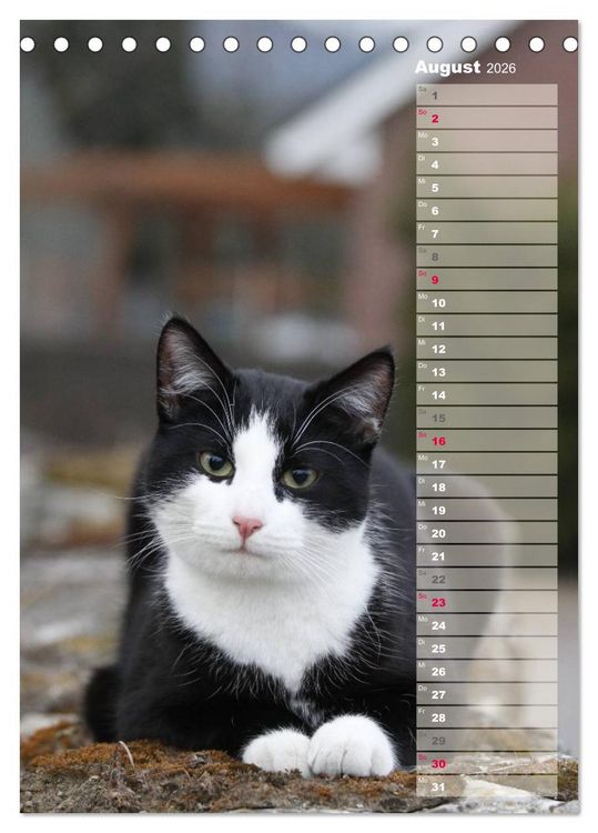 Produktbild: Hauskatzen (Tischkalender 2026 DIN A5 hoch), CALVENDO Monatskalender